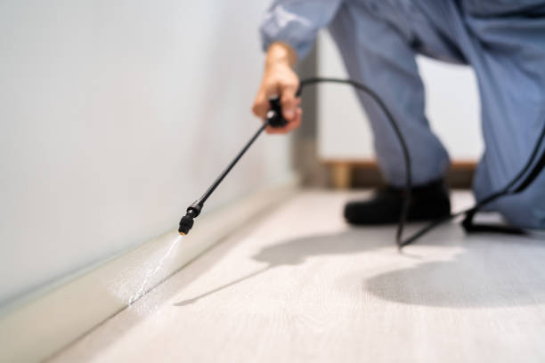 Licensed Termite Control service in Lindenwold, NJ - Nex Pest Control